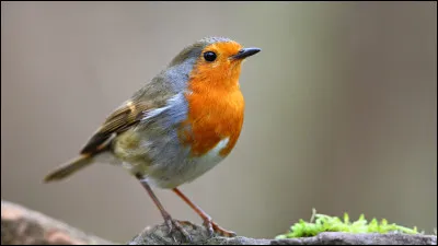 Quel est cet oiseau ?