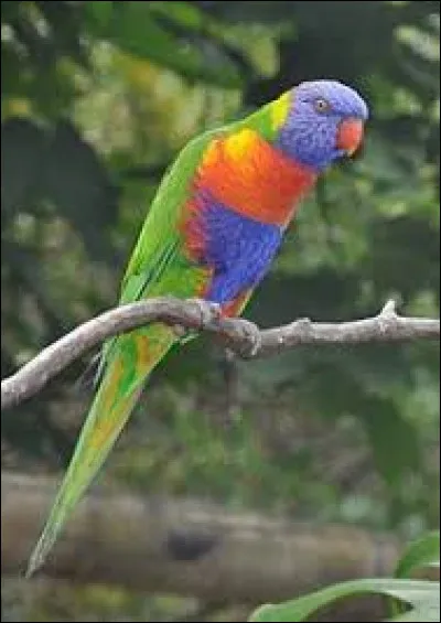 Quel est ce oiseau multicolore ?