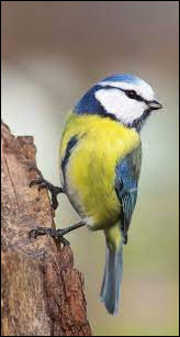 Quiz Oiseaux