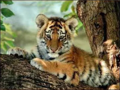 Comment appelle-t-on le bébé du tigre ?