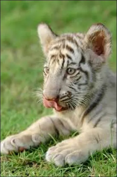 Le tigre blanc est-il une espèce de tigre ?