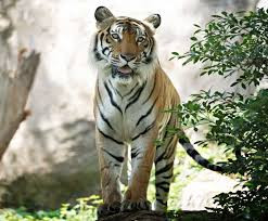 Quiz Tigres