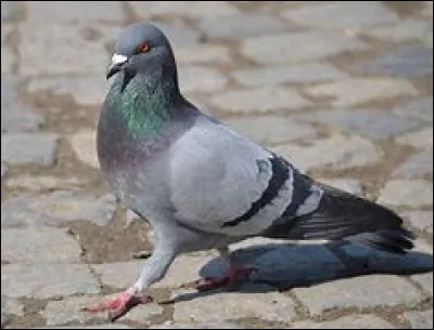 Et pour finir, cet oiseau est :