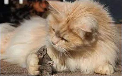 Les chats attrapent des...