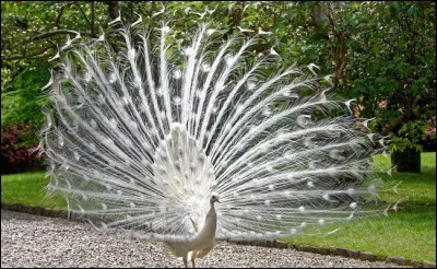 Quel est cet animal ?