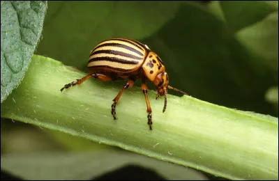 Quel est cet animal ?