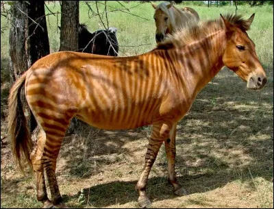 Quel est cet animal ?