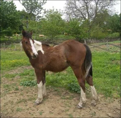 Quelle est cette race ?