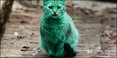 Quel animal aimes-tu le moins ?