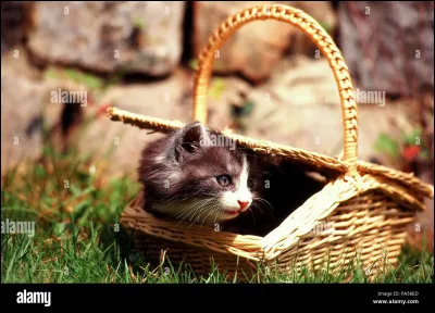 Tu as des chatons. Quelle est ta réaction ?