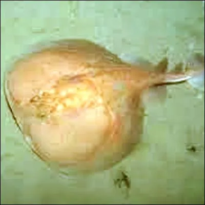 Quel poisson est aussi appel&eacute; raie &eacute;lectrique ?