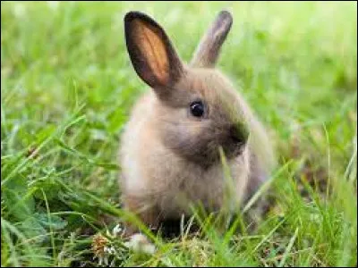 Quel pays était autrefois le pays des lapins ?