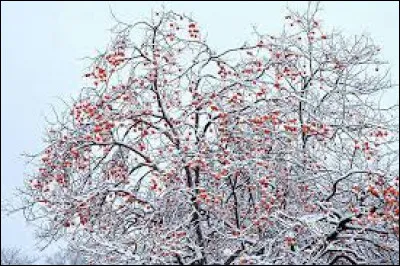 Quel fruit le plaqueminier produit-il ?