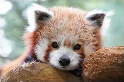 Quel est cet animal ?