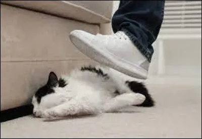 Quel footballeur français a vu des vidéos de lui frappant ses chats fuiter ?