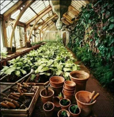 Botanique : Qu'est-ce qu'un Géranium Dentu ?