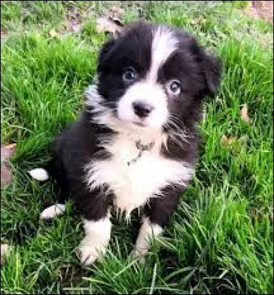 Quelle est cette race de chien ?