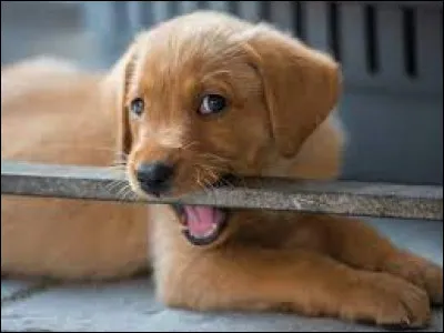 Jusqu'&agrave; quel &acirc;ge un chien peut-il vivre ?