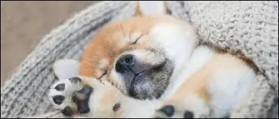 Comment s'appelle la femelle du chien ?