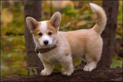 Laquelle de ces races n'existe pas ?