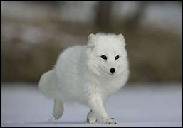 Quiz Animaux