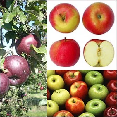 Où pouvait-on voir le dragon Ladon ?