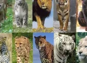 Quiz Quel est ce flin ?
