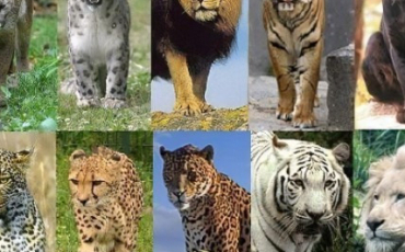 Quiz Felins
