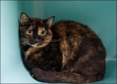 Je suis le plus petit des félins et je suis très agile, je suis :