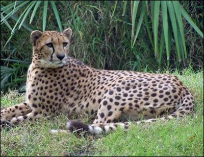 Je suis mince et je vis en Afrique ou en Asie de l'Ouest, je suis :