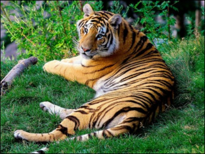 Je suis très grand et je peux faire des bébés avec un lion, je suis :