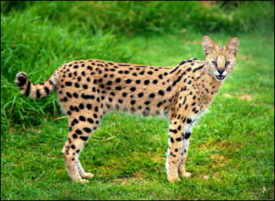 Je suis (pas d'explication pour celui-ci) :