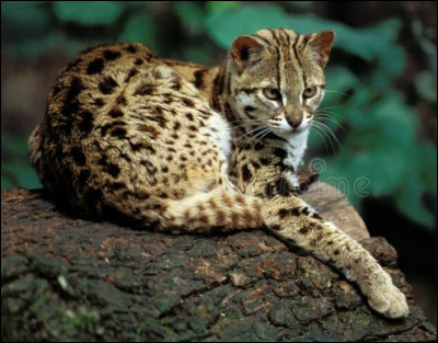 Je suis le plus petit félin d'Amérique et l'on m'appelle "chat du Chili" je suis :