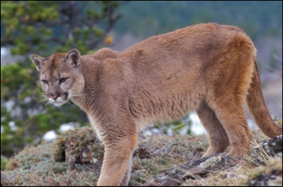 Je suis un mammifère solitaire appelé parfois "lion des montagne", je suis :
