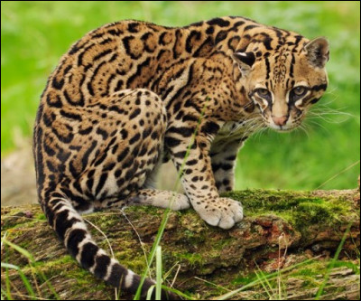 Je suis un chat sauvage et je vis en Amérique centrale ou en Amérique du Nord, je suis :