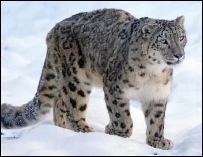 On m'appelle "once" ou "irbis" et je vis dans la neige je suis :