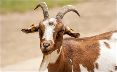 Quel animal te met le plus l'eau à la bouche ?