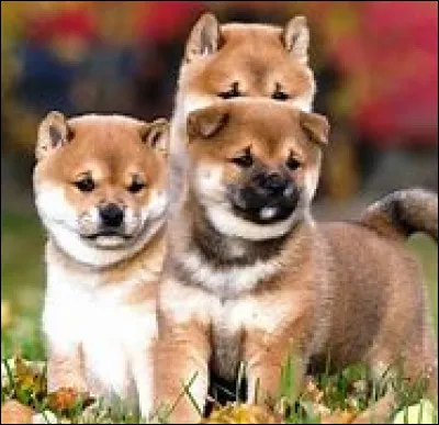 Ces chiots sont des...