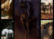 Quiz Connais-tu les races de chevaux ?