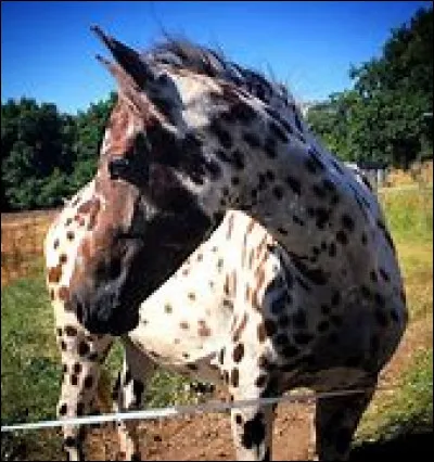 Ce cheval est un...