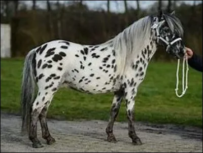 Ce cheval est un...