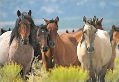 Ces chevaux sont des...