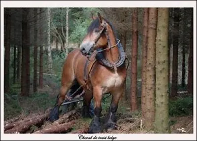 Ce cheval est un...