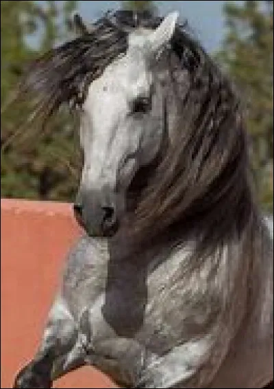 Ce cheval est un...