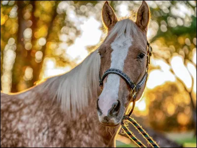 Comment dit-on "cheval" en espagnol ?