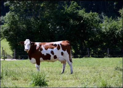 Comment dit-on "vache" en espagnol ?
