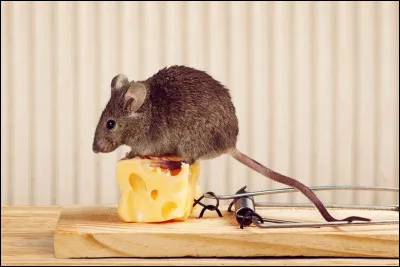 Comment dit-on "souris" en espagnol ?