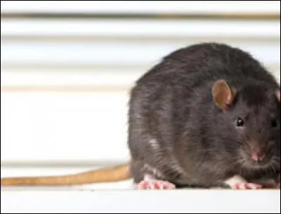 Comment dit-on "rat" en espagnol ?