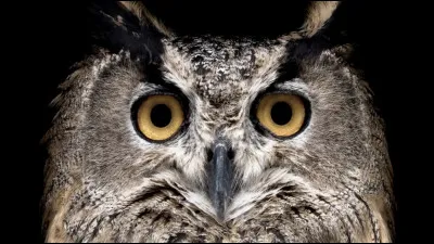 Comment dit-on "hibou" en espagnol ?