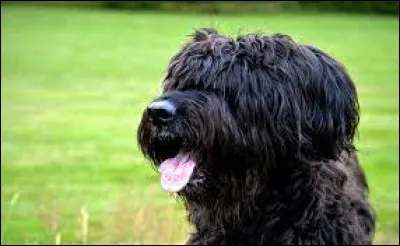 Quelle est cette race de chien ?